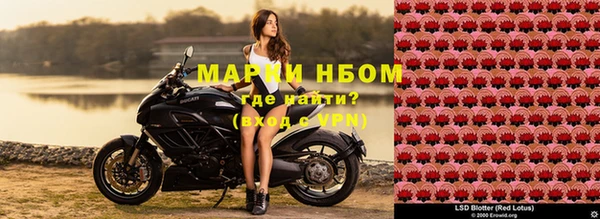 прущие грибы Белокуриха
